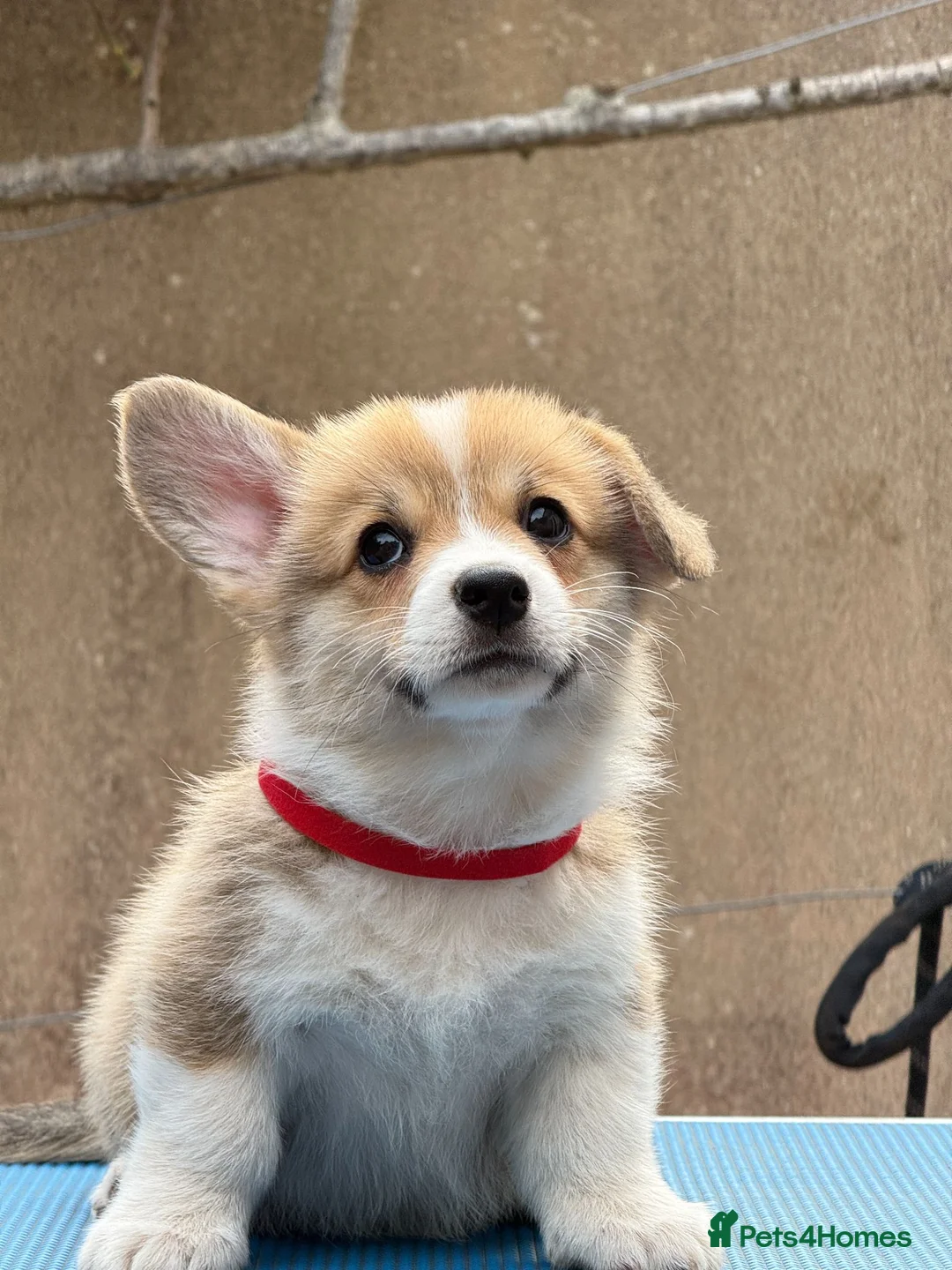 Welsh Corgi Pembroke dogs for sale: Champion Sired Corgi Pembroke puppies available  - Advert 29