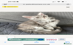 Maine Coon cats for sale: OUTSTANDING-HUGE-Red/Silver imported ACTIVE stud  - Image 5