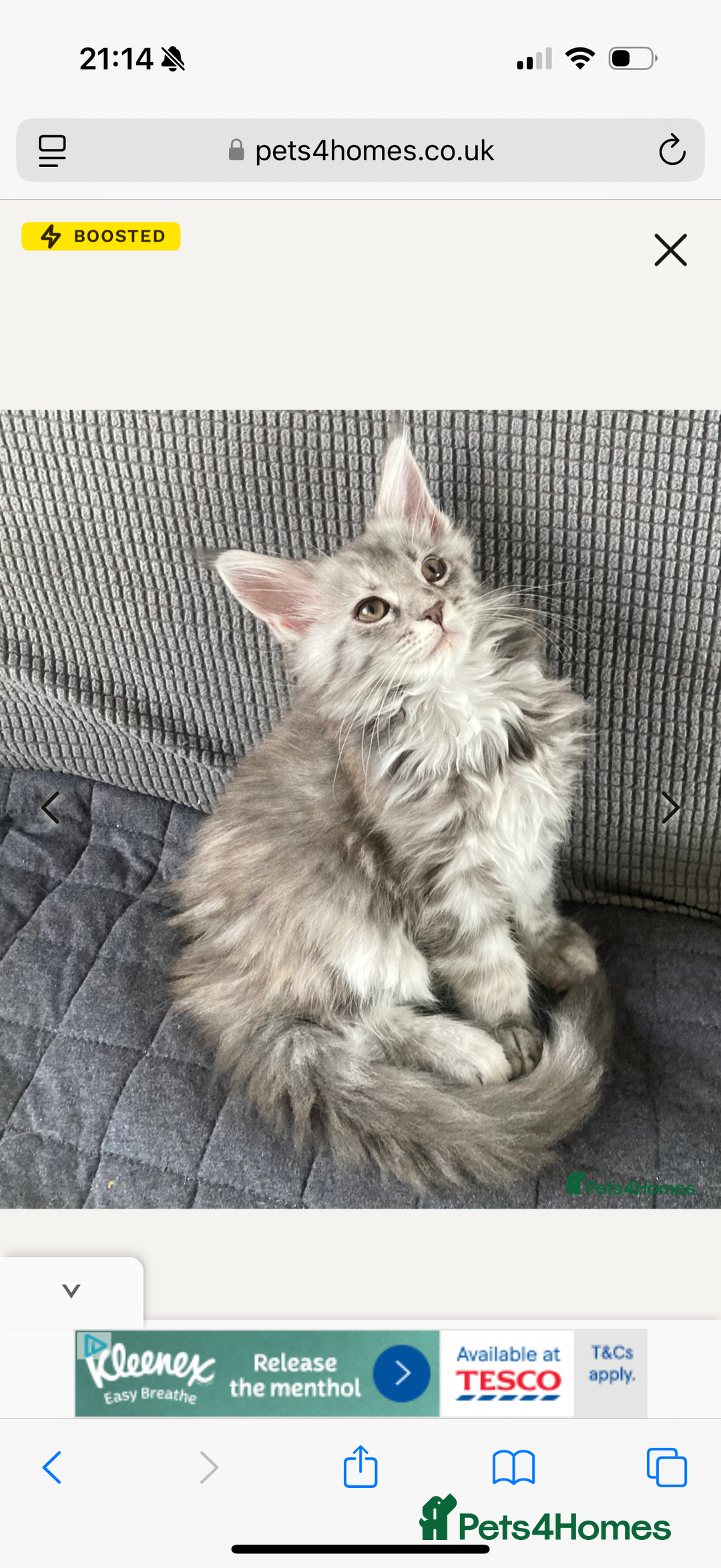 Maine Coon cats for sale: OUTSTANDING-HUGE-Red/Silver imported ACTIVE stud  - Image 5