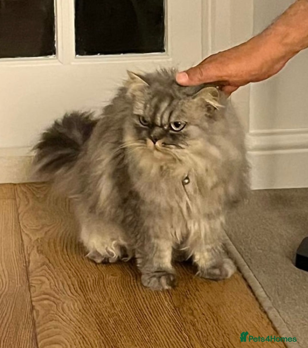 Persian cats for sale: Persian male  - Image 17