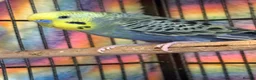 Budgerigars birds for sale: Baby Budgies’s for sale - Advert 5