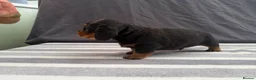 Miniature Dachshund dogs for sale: Longhair Miniature Dachshund - Advert 4