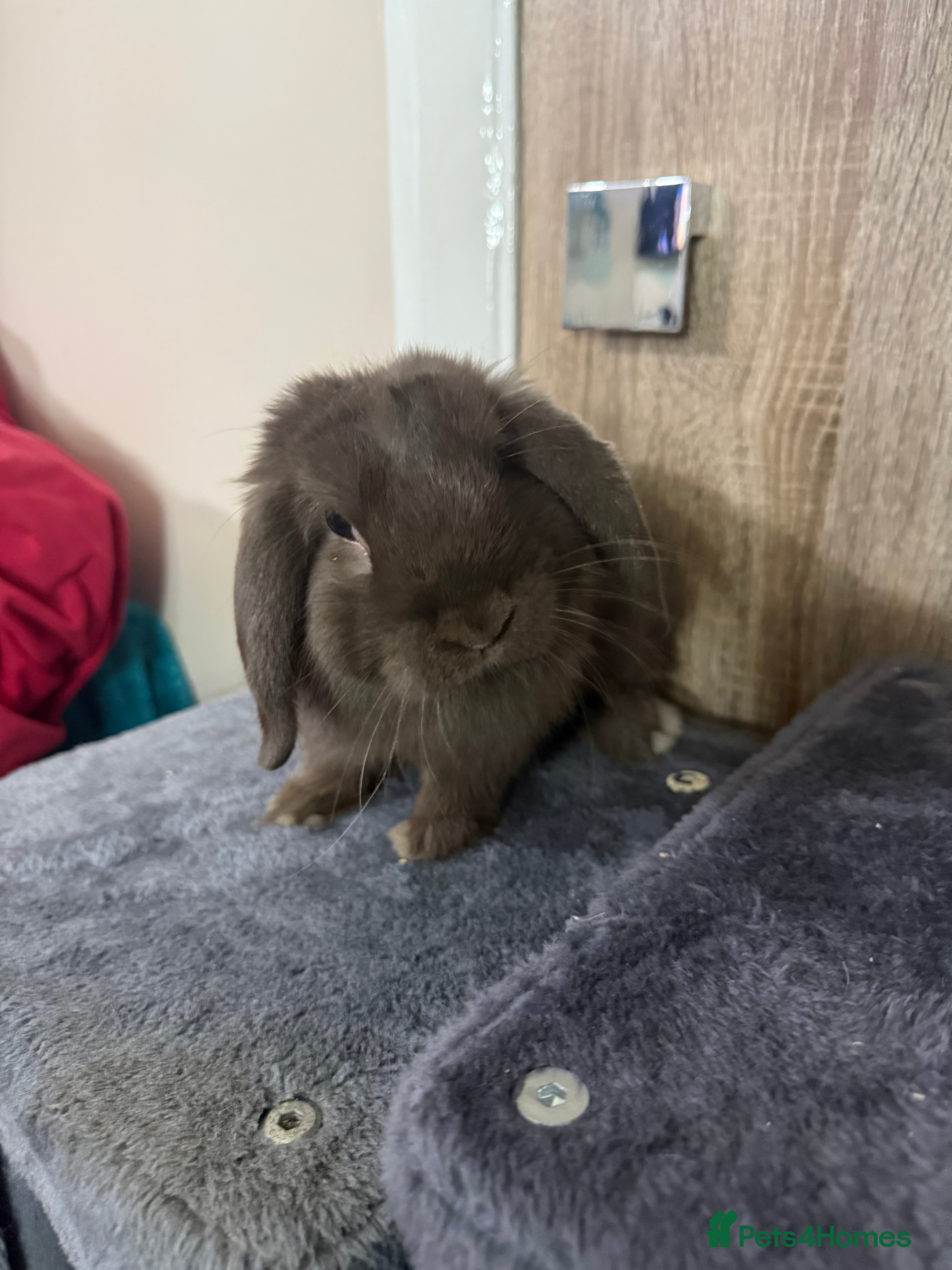 Mini Lop rabbits Beautiful Pure Mini Lops - Advert 20
