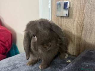 Mini Lop rabbits Beautiful Pure Mini Lops - Advert 20
