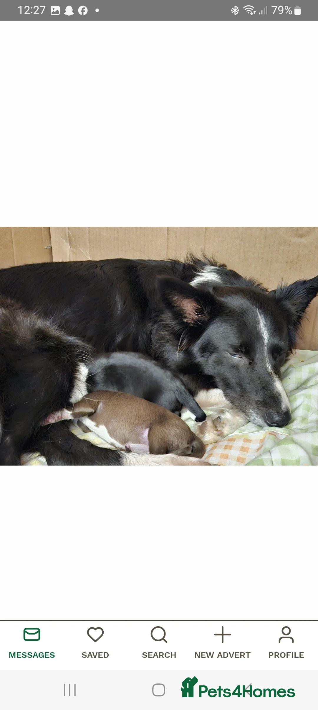 Border Collie dogs for stud: Milo for stud (PROVEN) in Chesterfield - Advert 22