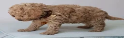 Cavapoo dogs for sale: 5*Licensed+DNAtested+Vetchecked+Red+Apricot+Cream - Advert 15