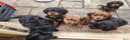 Cavapoo dogs for sale: Ready Now - 3 Girl F1 Toy Cavapoos Health Checked - Advert 14