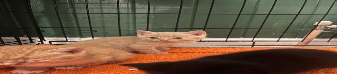 Domestic Shorthair Kitten 3