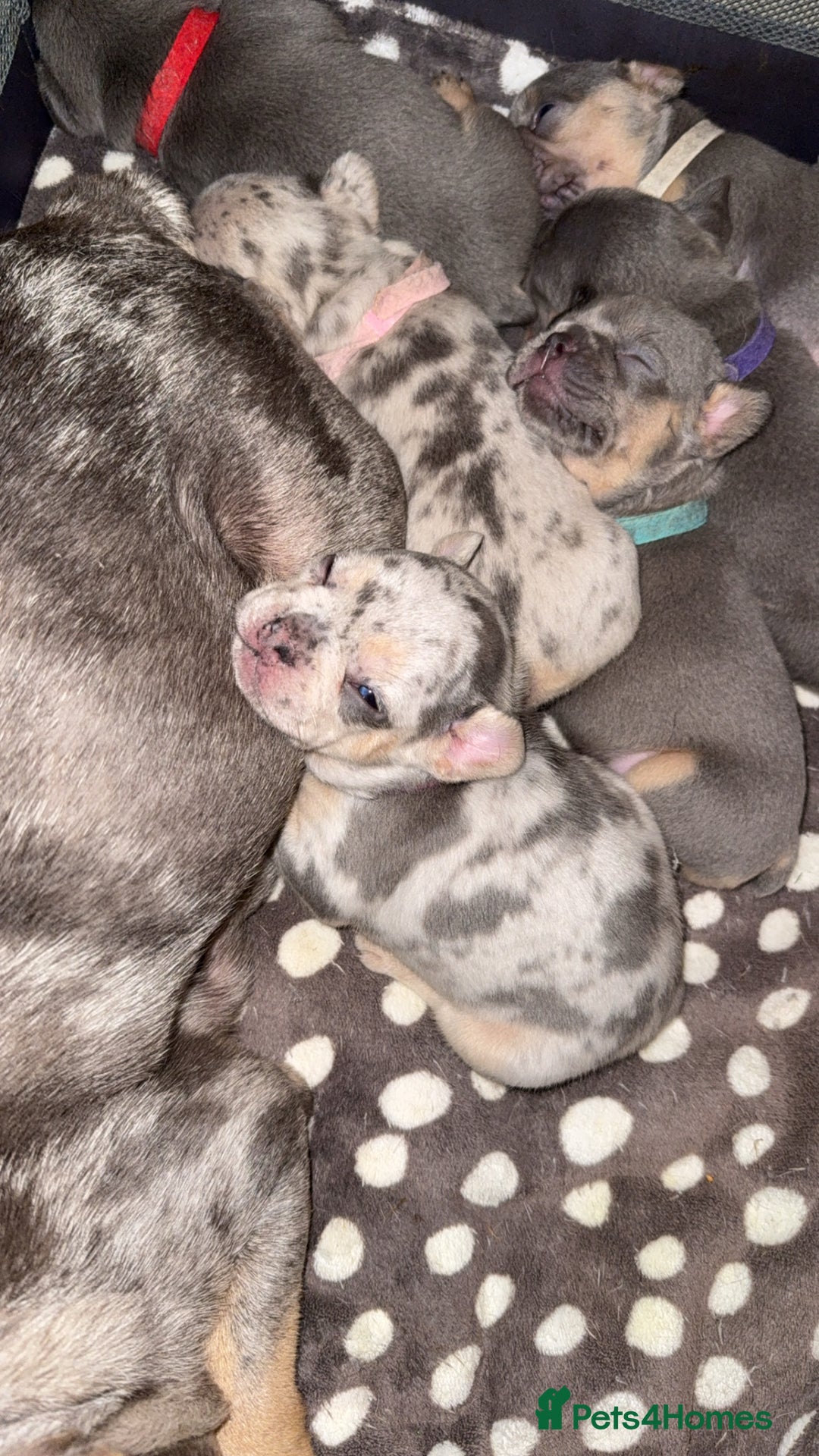 French Bulldog dogs for sale: French bulldog puppies  - Image 3
