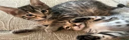 Bengal cats for sale: 1 girl Mix Bengal kitten left for sell - Advert 6