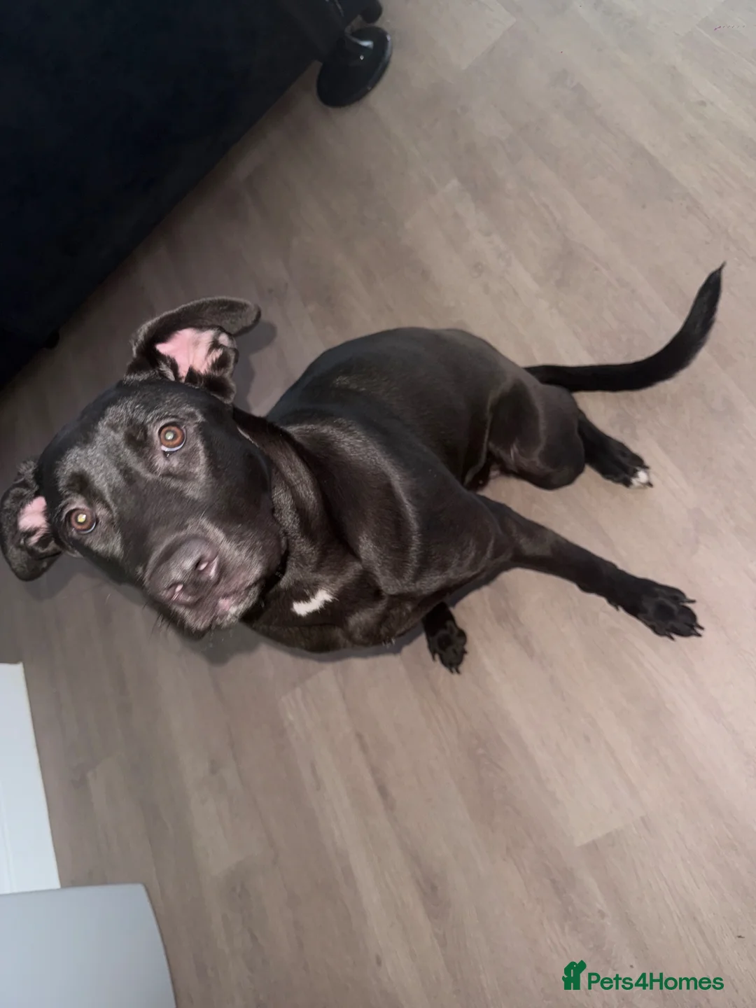 Mixed Breed dogs for sale: Love Cane Corso X Belgian Malinois  in Watford - Advert 2