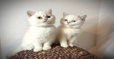 Scottish Fold cats - Advert 2