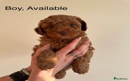 Toy Poodle dogs for sale: *STUNNING TOY POODLE PUPPIES* - Image 2