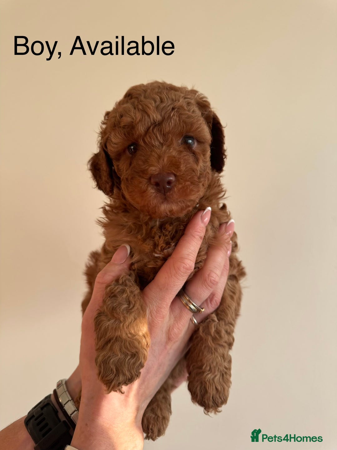 Toy Poodle dogs for sale: *STUNNING TOY POODLE PUPPIES* - Image 2