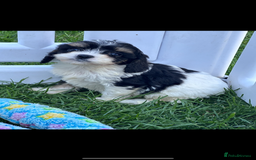 Cavapoo dogs for sale: ***** cavapoo pups ready now ***** - Image 6