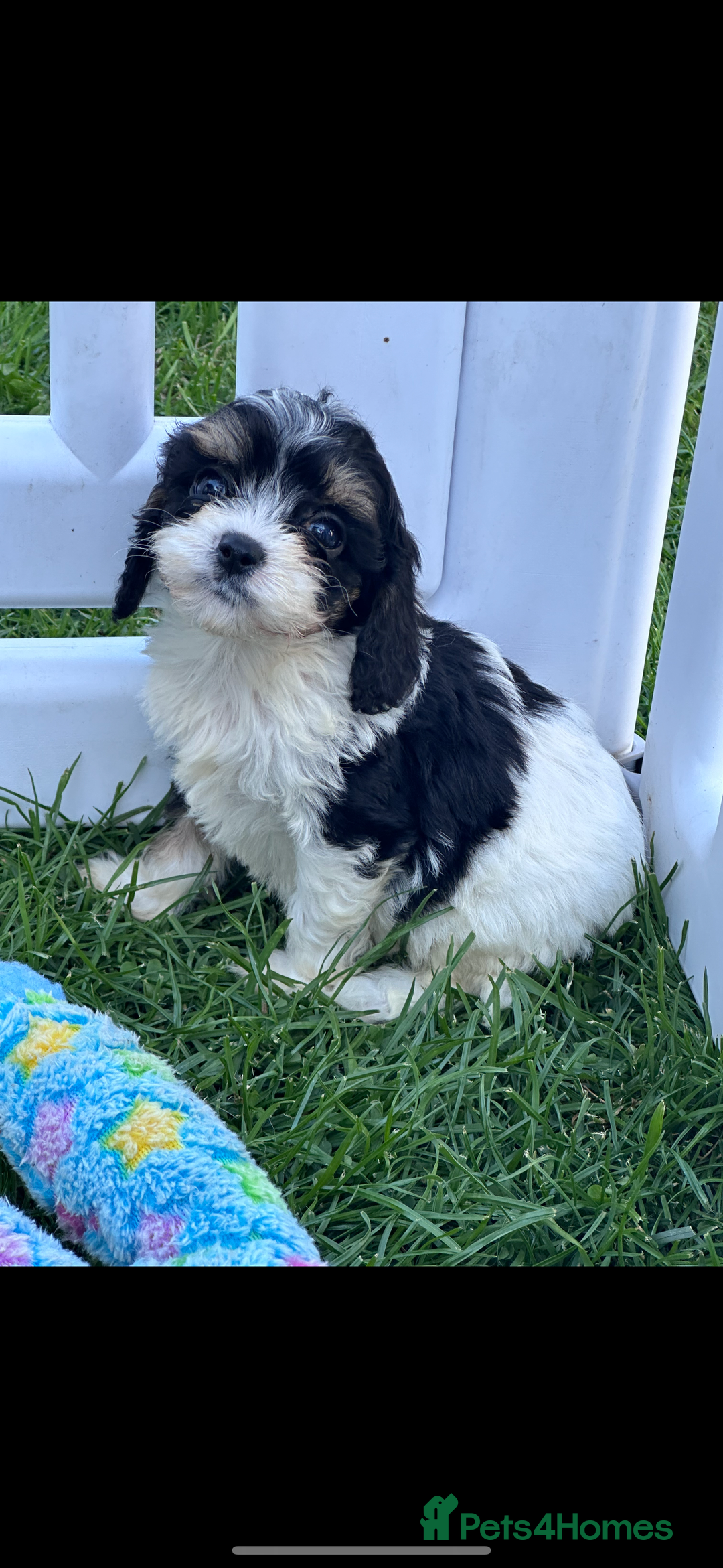 Cavapoo dogs for sale: ***** cavapoo pups ready now ***** - Image 6