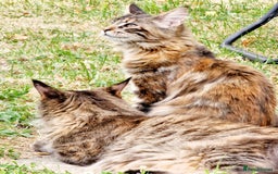 Maine Coon cats for sale: 4 Maine Coons (Mum, Dad, Son amd Daughter) - Image 10
