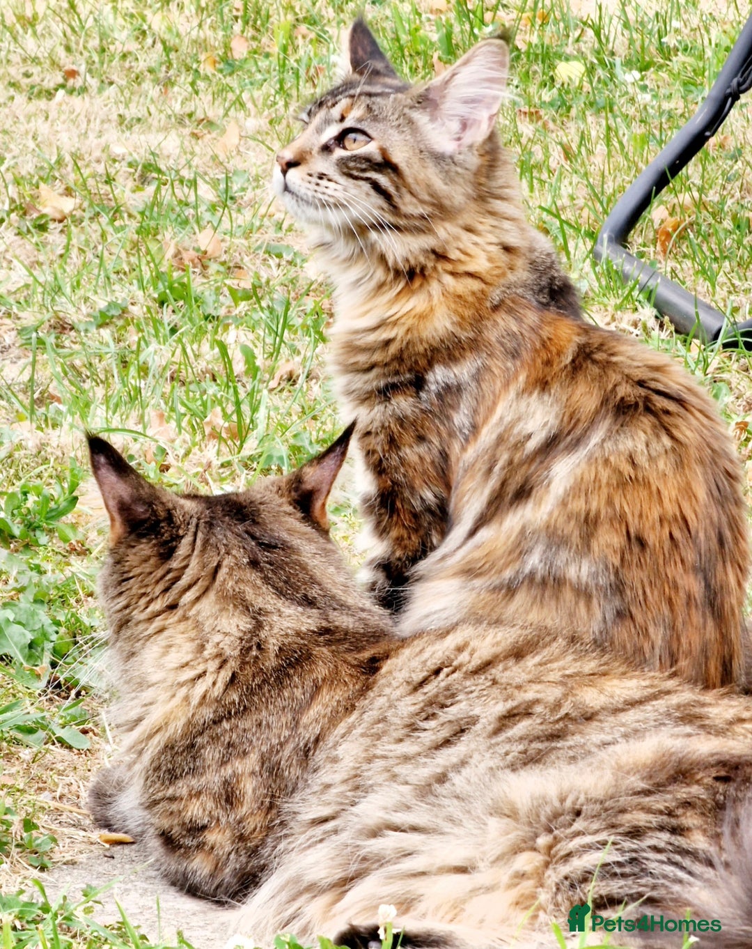 Maine Coon cats for sale: 4 Maine Coons (Mum, Dad, Son amd Daughter) - Image 10
