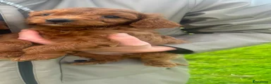 Cavapoo 4