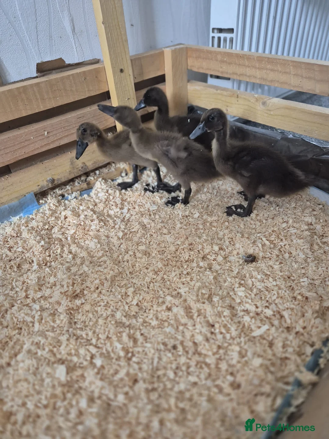 Ducks poultry for sale: 8 Indian running ducks - Advert 2