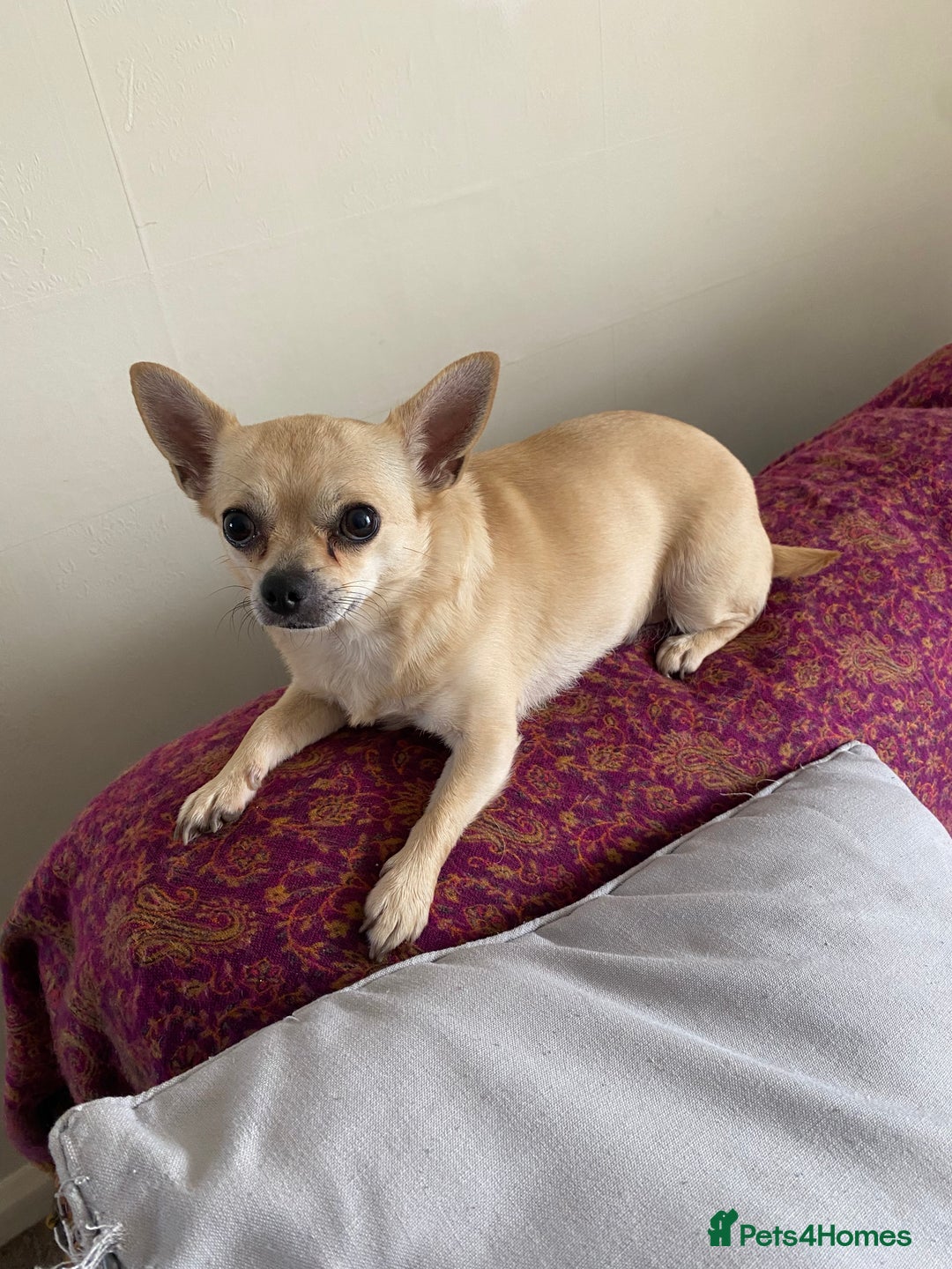 Chihuahua dogs for sale: Chihuahua - Advert 3