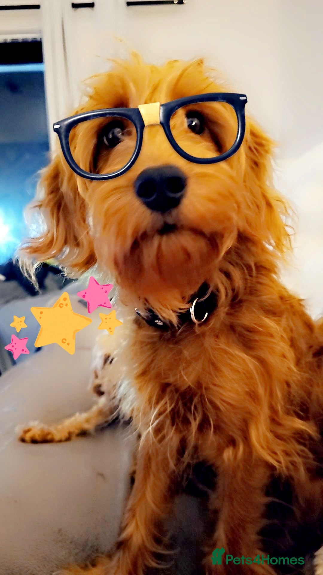 Cockapoo dogs F1 Fox Red Cockapoo - Advert 1