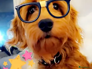 Cockapoo dogs F1 Fox Red Cockapoo - Advert 1