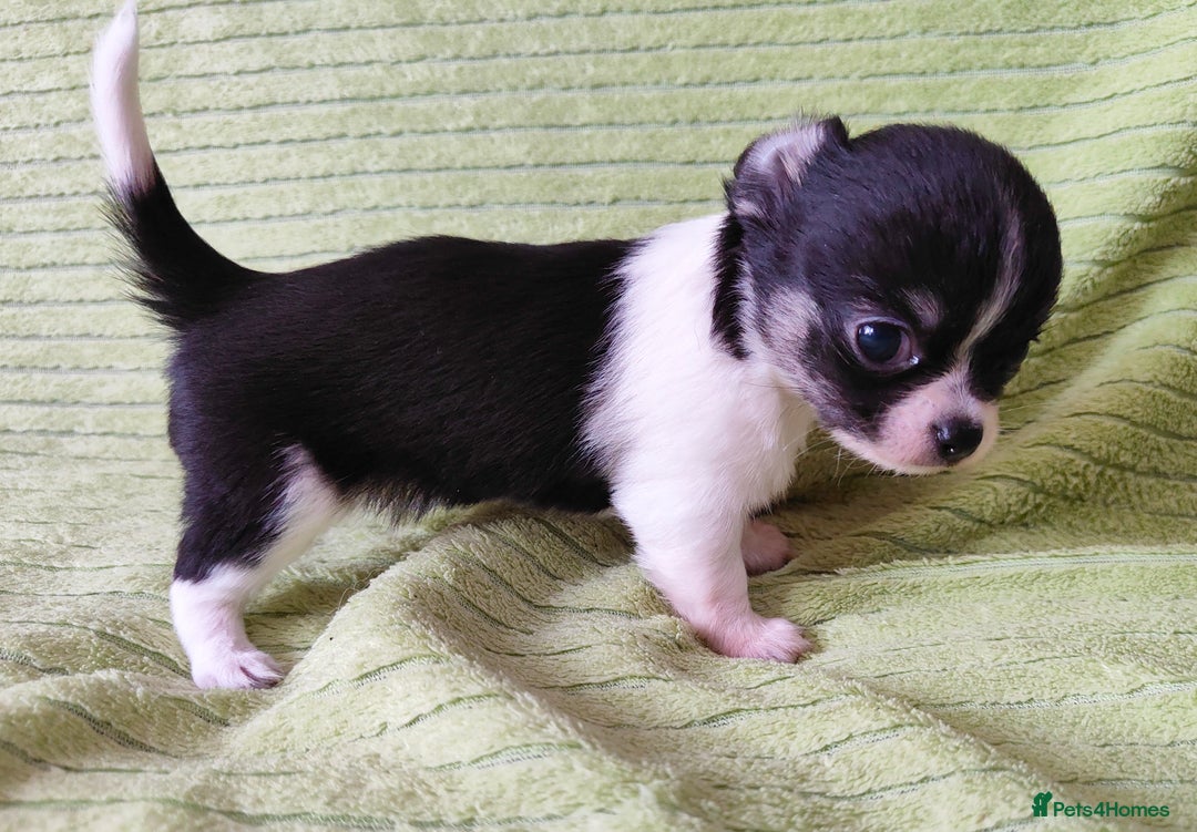 Chihuahua dogs for sale: Amazing Quality Long Coat Chihuahua puppies - Image 23