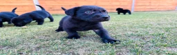 Labrador Retriever dogs for sale: KC Registered Labrador Puppies 🐾🐾🐾 - Advert 18