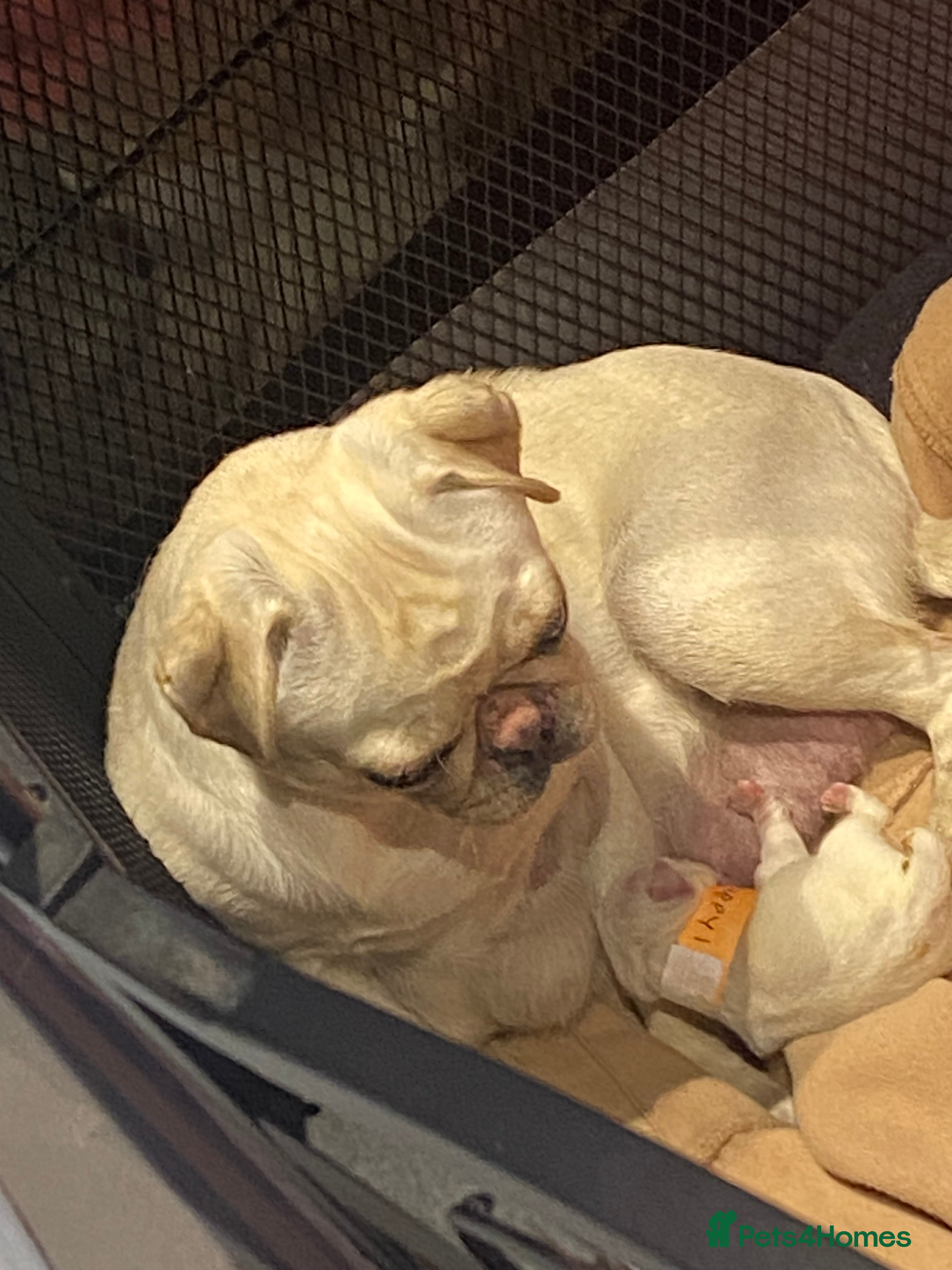 Pug dogs Pug puppies for sale - Advert 10