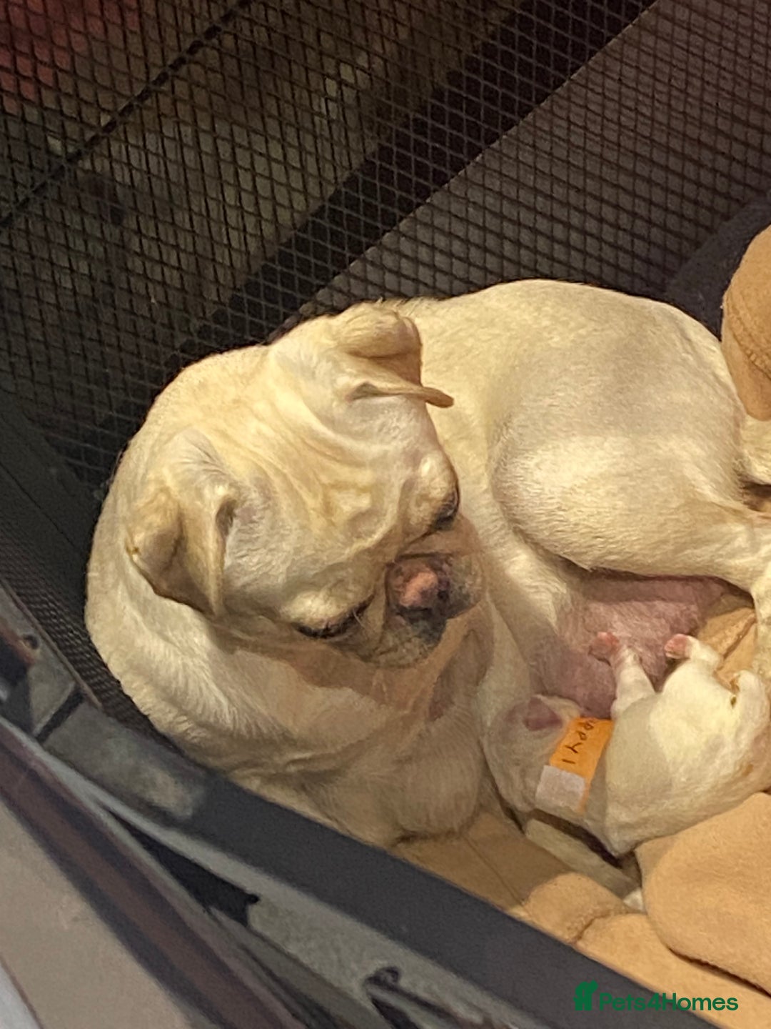 Pug dogs for sale: Pug puppies for sale - Advert 1