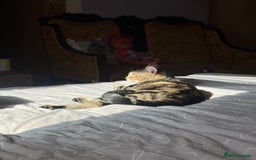 European cats for sale: Tortoiseshell Kittens Ready in 2 months - Image 3