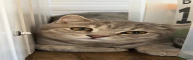 Scottish Fold Kitten 5