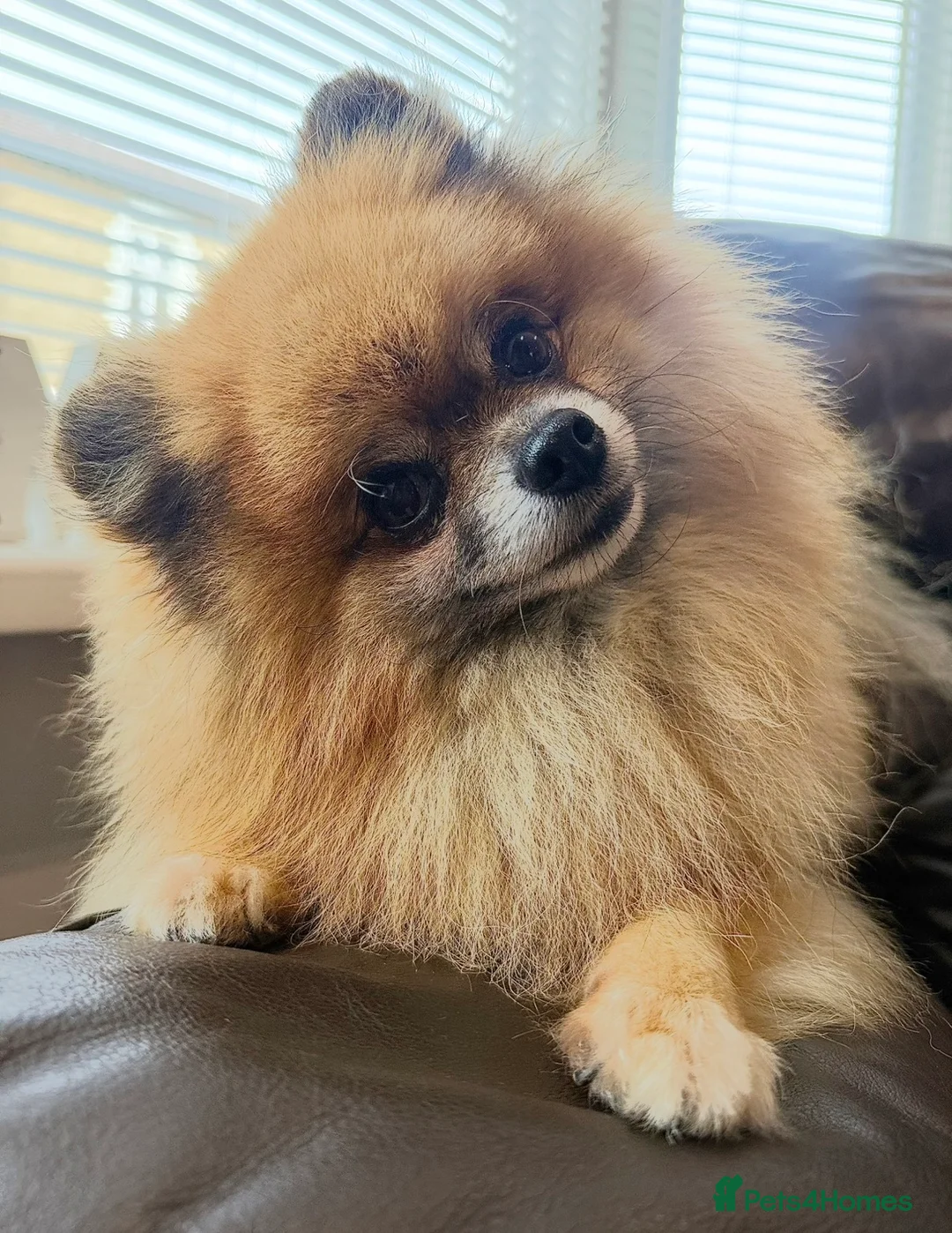Pomeranian dogs for stud: KC Pomeranian Male for Stud-Pick of Litter wanted in Rugby - Advert 2