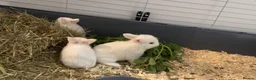 Mixed Breed rabbits for sale: Gorgeous white baby bunnies in London - Advert 10