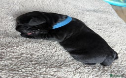 Labrador Retriever dogs for sale: Beautiful litter of kc registered labrador  - Image 7