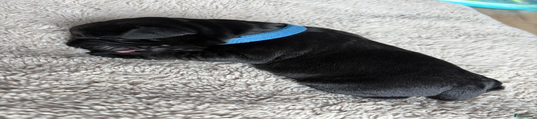 Labrador Retriever Puppy 4