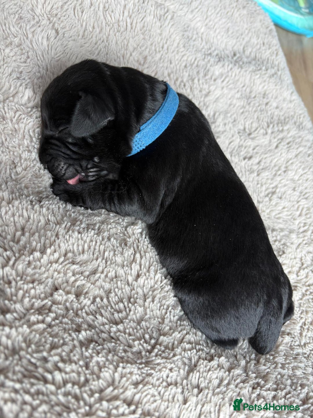 Labrador Retriever dogs for sale: Beautiful litter of kc registered labrador  - Image 7
