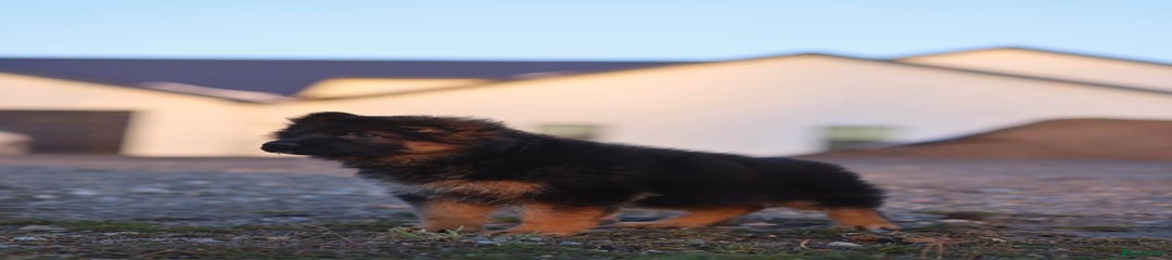 German Shepherd Puppy 8