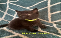 Mixed Breed cats for sale: Loving lots - Image 6