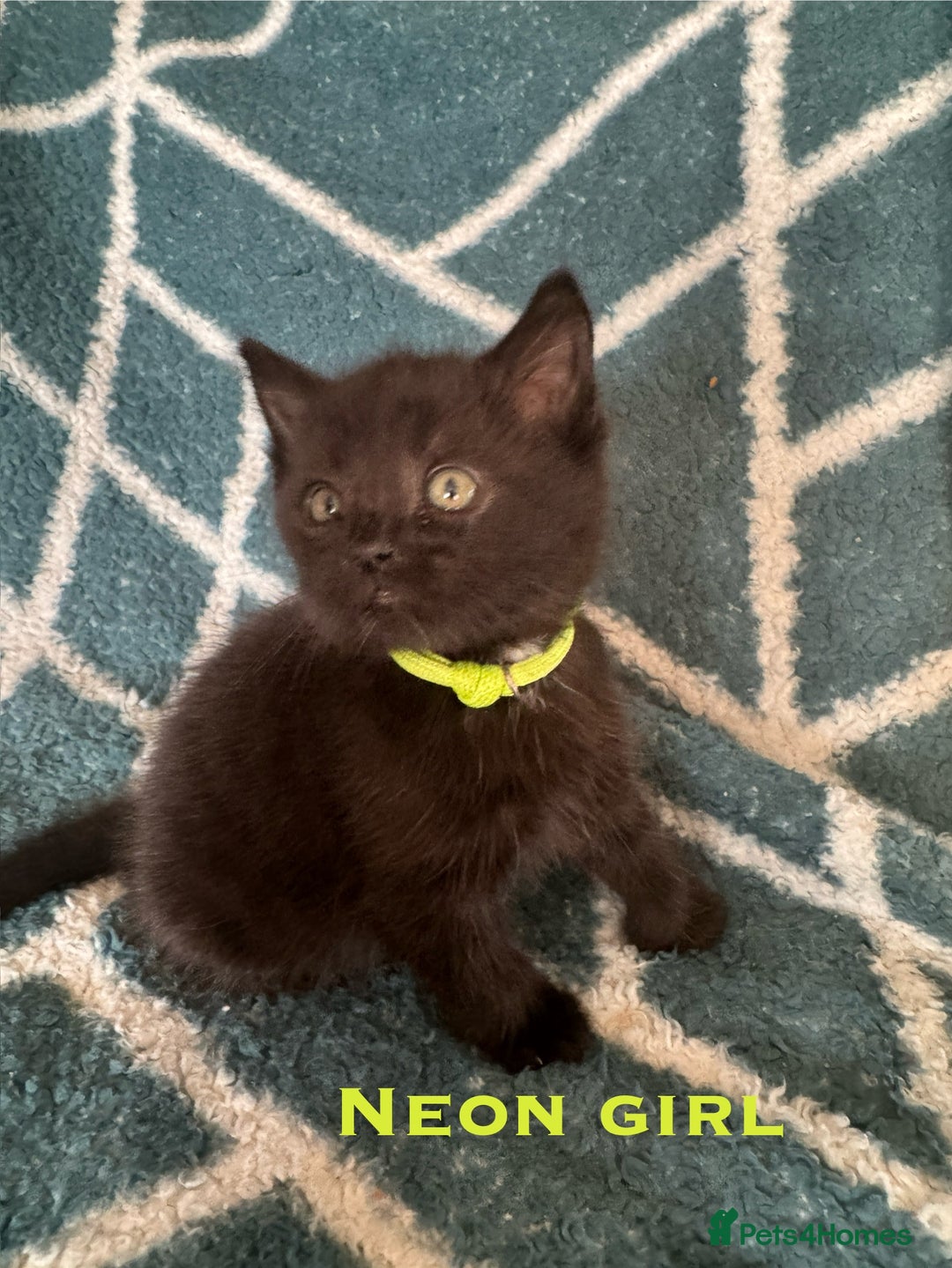 Mixed Breed cats for sale: Loving lots - Image 6