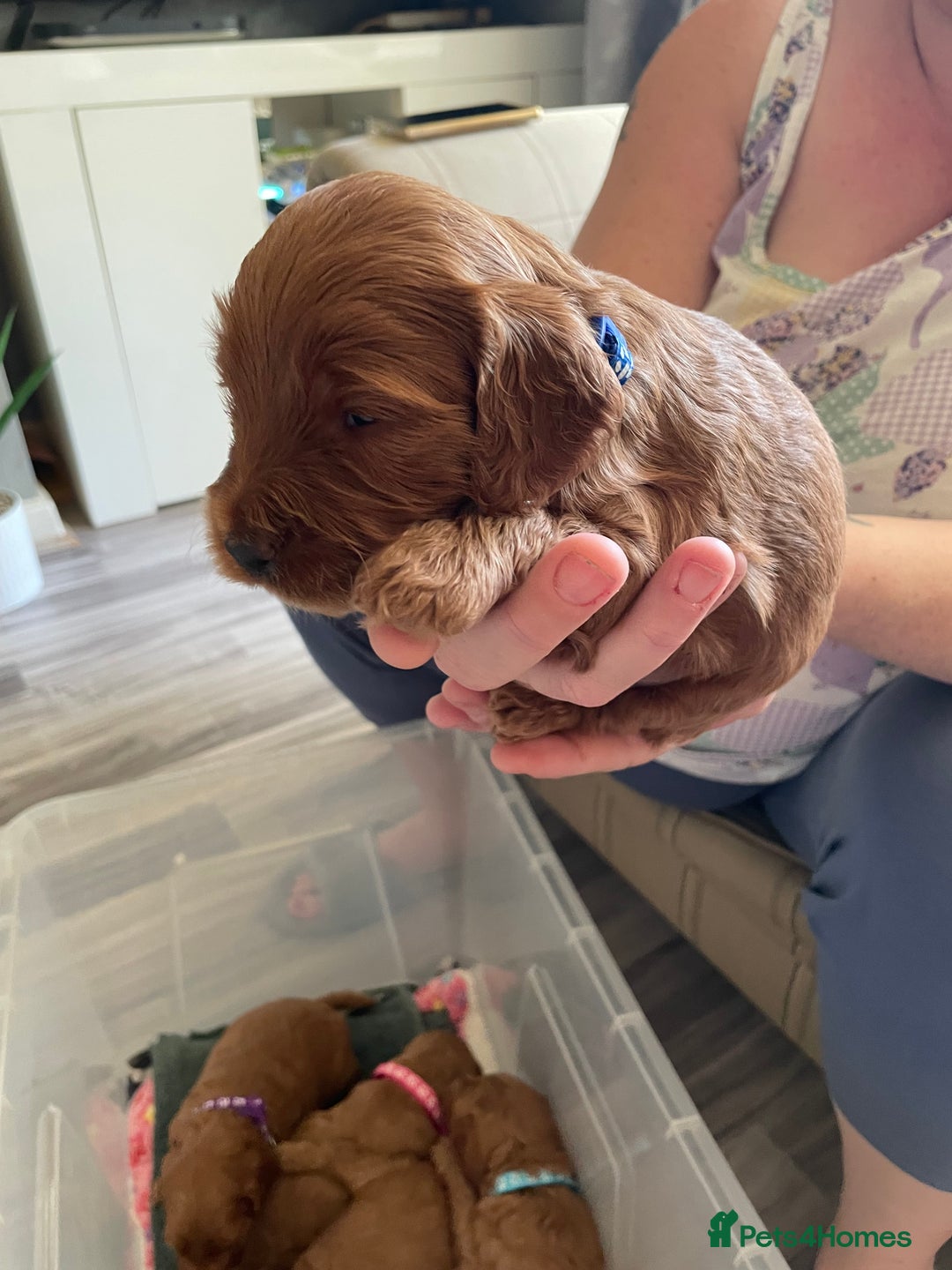 Cockapoo dogs for sale: * health tested through parentage*F1 Cockapoo - Image 3