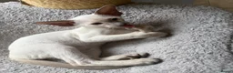 Siamese cats for sale:  Gccf registered Siamese’s  - Advert 9