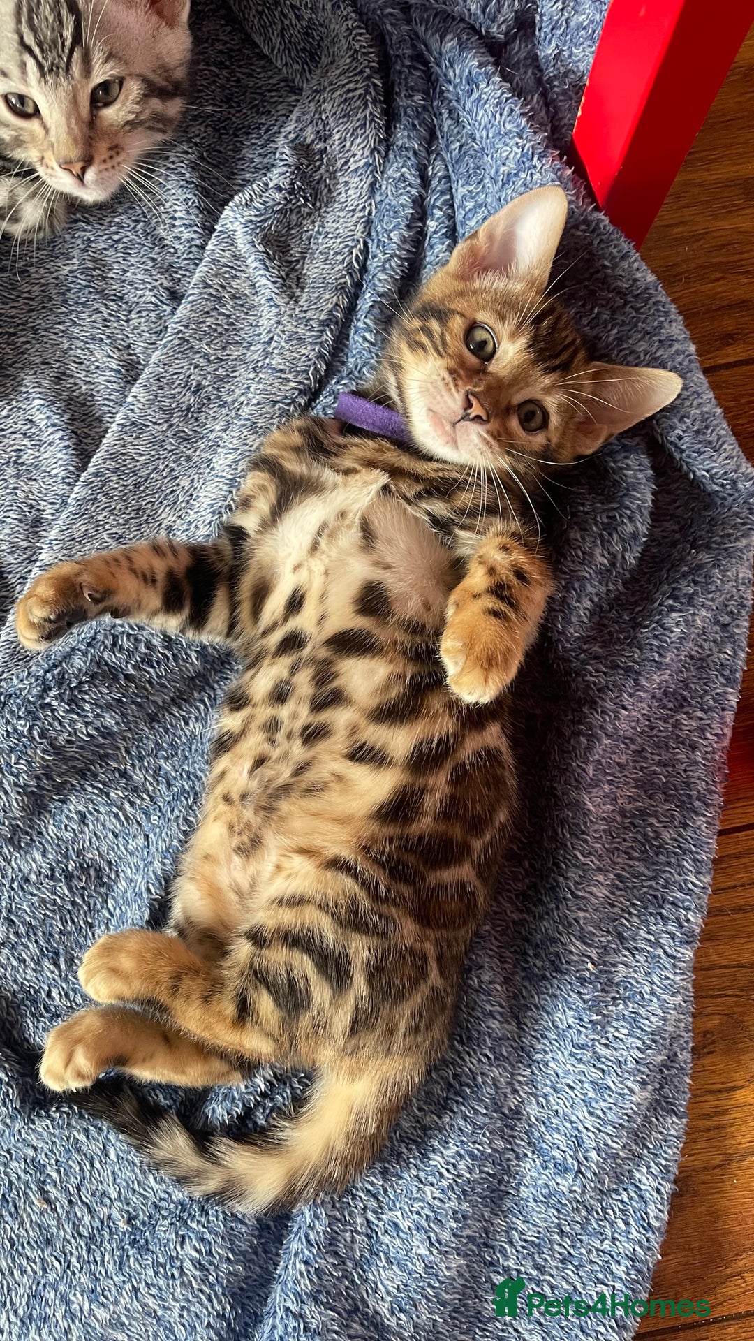 Bengal cats for sale: 🏡Stunning Tica registered Bengal Kittens  🐾 - Image 20