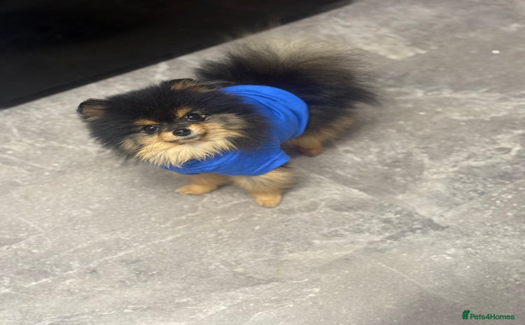 Pomeranian dogs - Advert 1