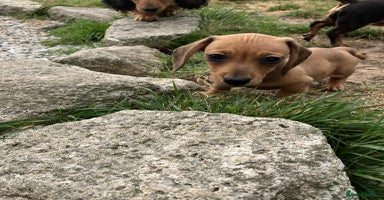 Miniature Dachshund dogs - Advert 3