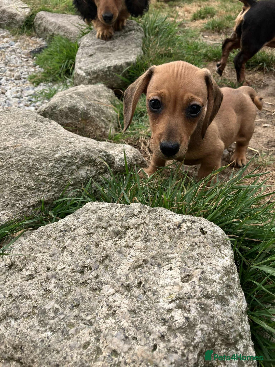 Miniature Dachshund dogs for sale: Miniature smooth haired dachshund puppies - Image 10