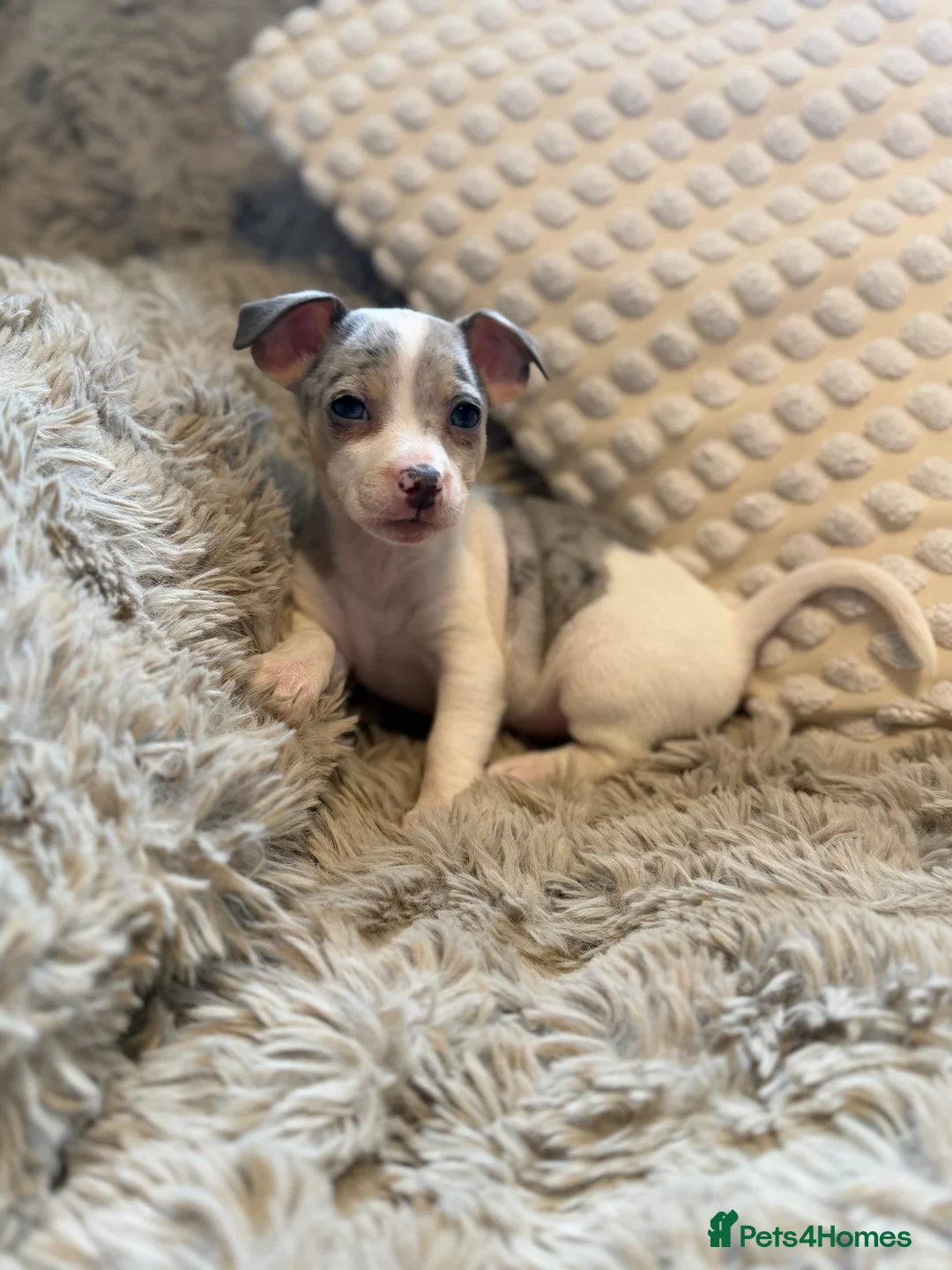 Jack Russell dogs for sale: Miniature Rare Coloured imported line JR babies  - Advert 6