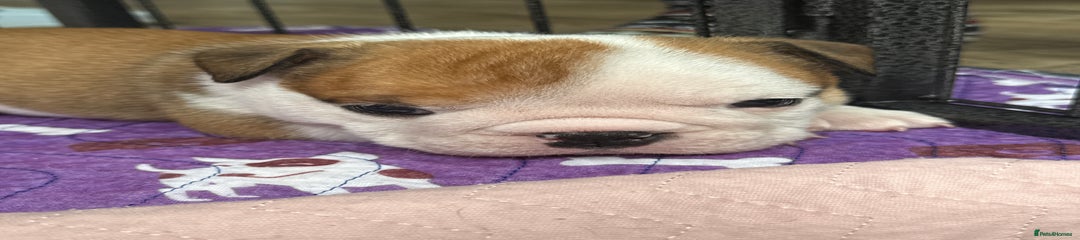 English Bulldog Puppy 3