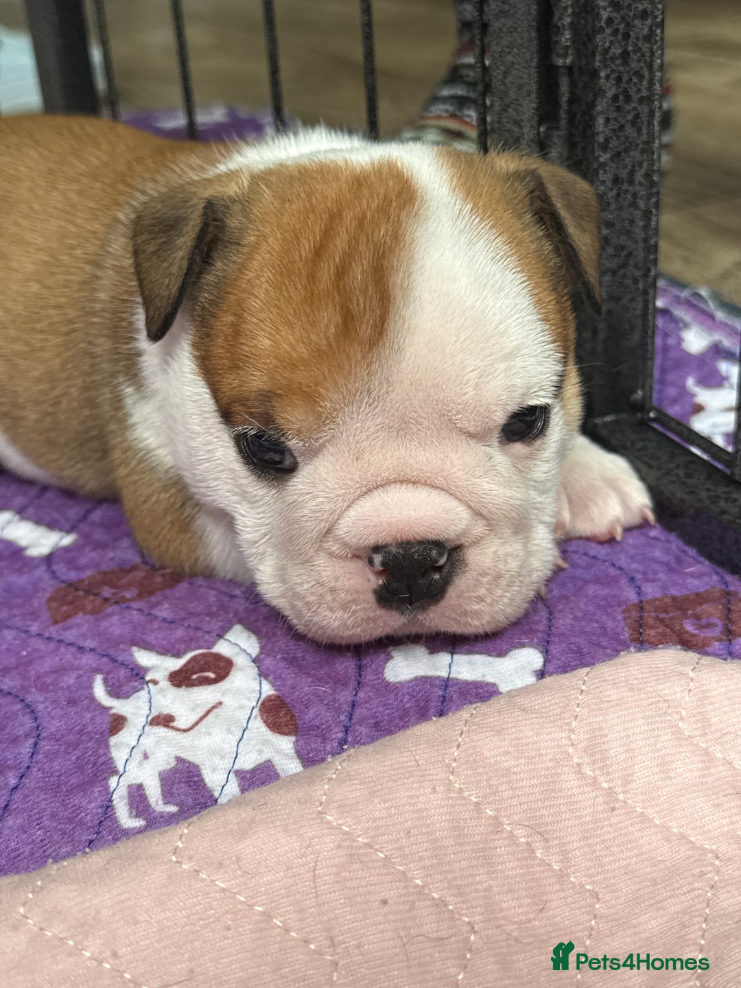 English Bulldog dogs for sale: KC Reg English Bulldog Pups - Image 28